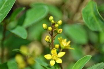 various small flowers are planted, with a bokeh background