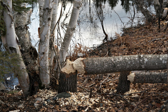 Beaver stock photo. Beaver Cut down tree stock photo. Beaver Teeth Marks. Beaver work. Beaver activity stock photo. Tree felled by beaver. Tree cut down by beavers. Tree cut Image. Picture.