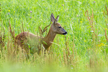 Reh (Capreolus capreolus)