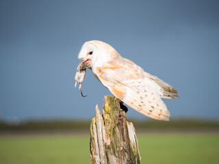 Close up of a barn owl with a mouse