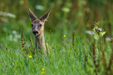 Rehkitz (Capreolus capreolus)