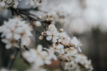 blossom in spring