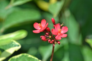 various small flowers are planted, with a bokeh background