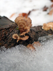 champignon sauvage sur le tronc d'un arbre