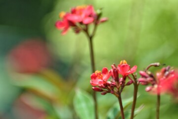 various small flowers are planted, with a bokeh background
