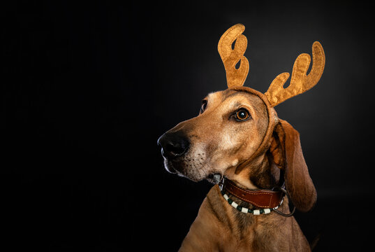 Christmas portrait of a brown Segugio dog wearing reindeer antlers.