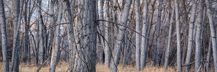 Obraz premium Riparian forest along the Poudre River in northern Colorado, fall scenery, panoramic web banner