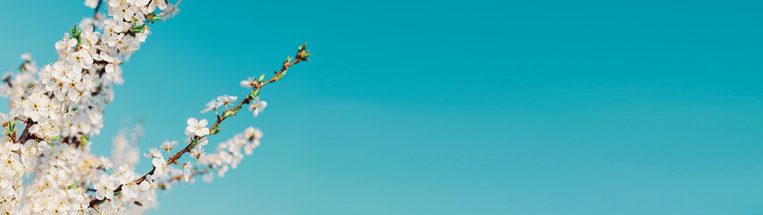 Blossoming tree branches springtime web banner