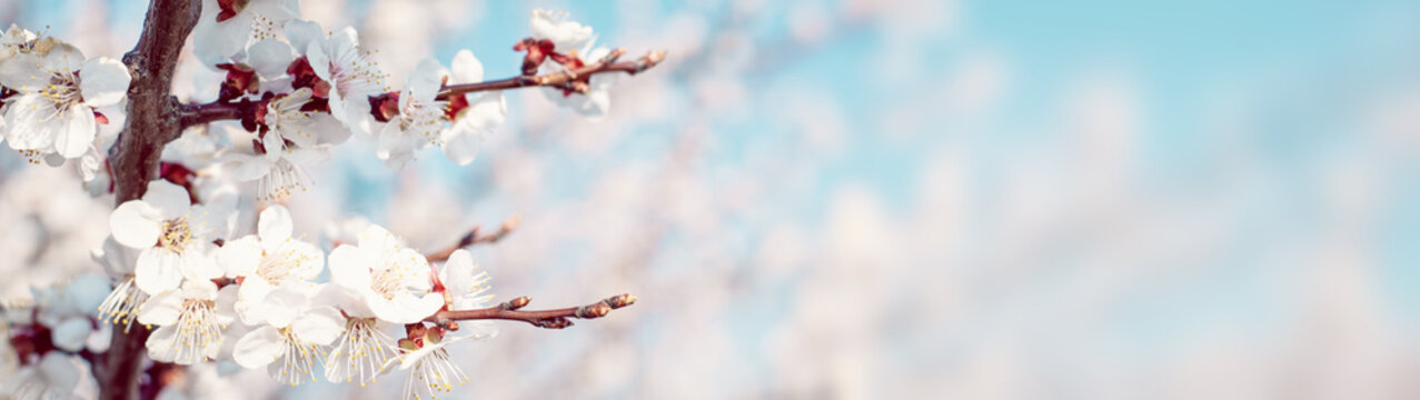 Spring Free Stock Free Spring Images – Browse 43,619 Free Stock Photos, Vectors, and ...