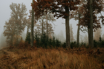 Foggy forest. Fairy tale spooky looking woods in a misty day. 