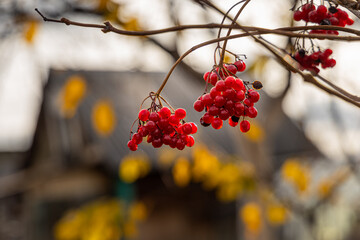 Bunch of bright ripe viburnum berries without leaves is on a blurred background in autumn