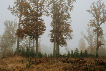 Obraz na płótnie Canvas foggy autumn morning, nature, trees, fog