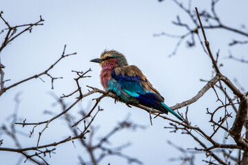 lilac breasted roller bird on a branch