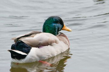 duck on the water