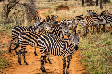 zebras in the serengeti national park © Michiel