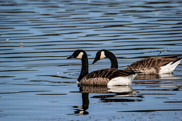 country goose branta canadensis