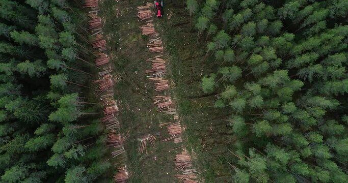 Forest harvester cutting down pine trees on a clear-cut area with freshly piled trunks in a row in Estonia, Northern Europe.	