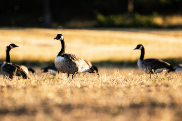 country goose and geese