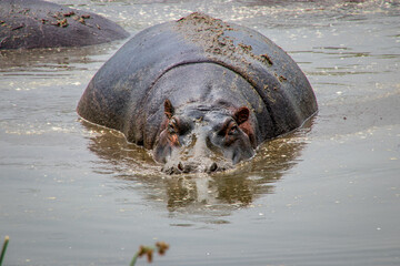 Fototapeta premium hippopotamus in water