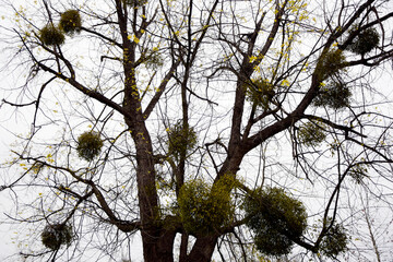Parasitic European Mistletoe on a tree. European Mistletoe (green bushes) growing on the branches