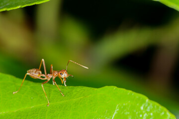 Close up red ant on fresh leaf in nature at thailand