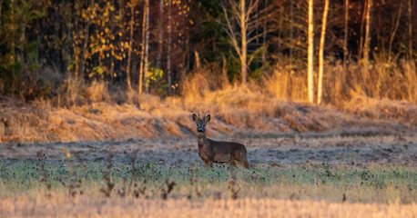 deer in the woods