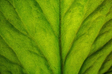 Detailed close up of a backlit green leaf