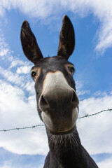 Black donkey behind wire fence. Curious donkey looking at camera. Rural scene. Domestic animals. Livestock concept. Cute donkey portrait. Countryside concept. Adorable mule on farm.