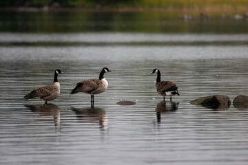 country goose and geese