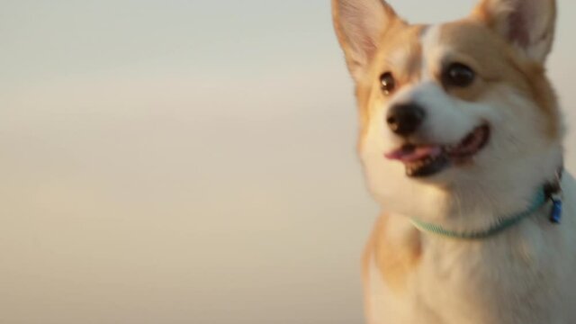 woman owner and corgi dog are walking along sea shore on autumn evening outdoors spbi. Closeup view of Young female legs and cute pet walk on sand coast under blue sky and enjoy lifestyle on warm