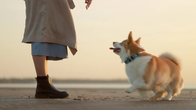 woman owner training cute pet on sea beach on autumn evening while traveling spbi. Closeup view of American Young female standing on sand coast, corgi dog circling nearby and having fun on warm