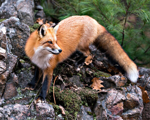 Red Fox photo stock. Red fox close-up profile view standing on a big moss rock with a pine tree...
