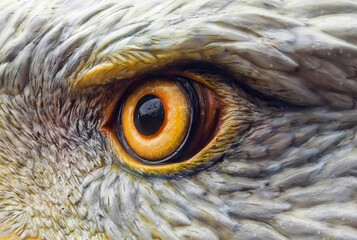 Detail close up of eagle's eye from statue.