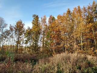 Indian summer forest