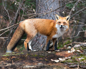 Red Fox photo stock. Red fox close-up profile view standing on a big moss log with a forest background in its environment and habitat displaying fox tail, open mouth, fox teeth.  Image.  Picture. 