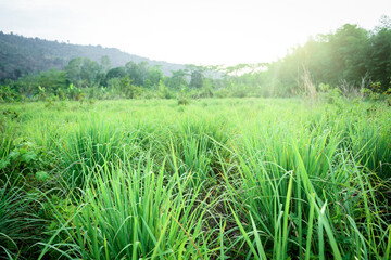 Lemongrass or Citronella grow in the vegetable garden.