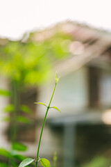 A view of the nature of the green leaf in the garden in summer under the Sun. Fresh leave that grow in farm. Leaves and young shoots. 