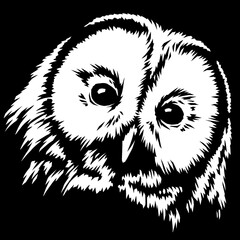 black and white linear paint draw owl illustration art