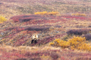 Grizzly Bear in Denali National Park Alaska in Autumn