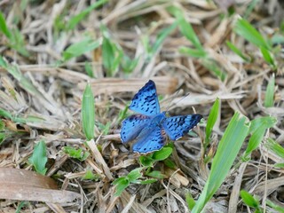 Papillon bleu jungle amazonienne Sud Pérou