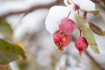Snow covered crab apples, copy space