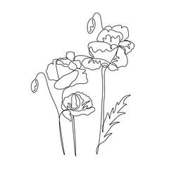 poppy one line drawing. Continuous line flower. Hand-drawn illustration for logo, emblem and design card, poster. Vector.