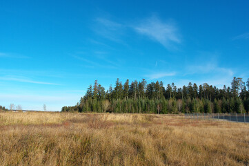 Obraz premium Waldrand!