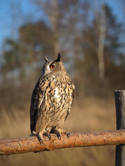 Rare wild bird eagle owl sits on a fence near the forest