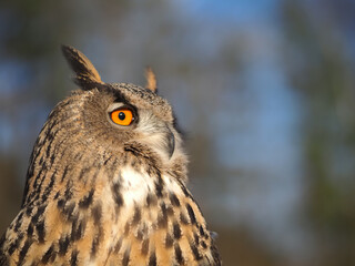 Portrait of a wild owl on a forest bokeh background. On the right, an inscription is possible