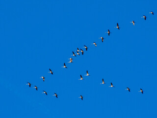 flock of Cranes