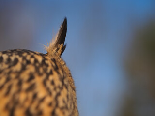 Ear of a wild owl close-up against a blue sky