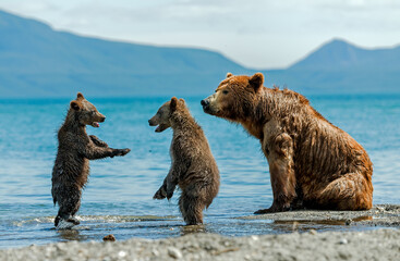 Bears with puppies and mothers