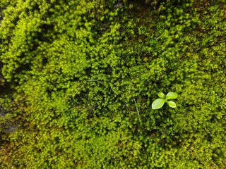 green moss background