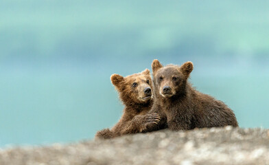 Bears with puppies and mothers